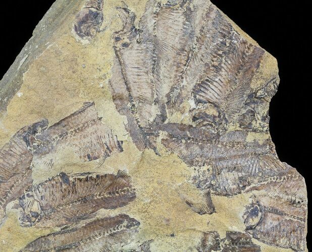 Fossil Fish (Gosiutichthys) Mortality Plate - Lake Gosiute #63965